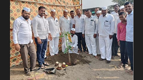 Tree Plantation