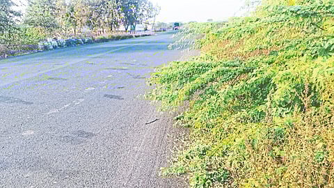 On the way to Wakhari, the winding road in front of the Panchmukhi temple is covered with thorn bushes.