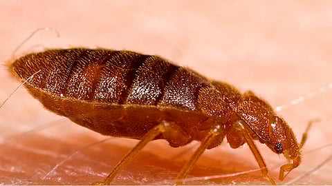 insects