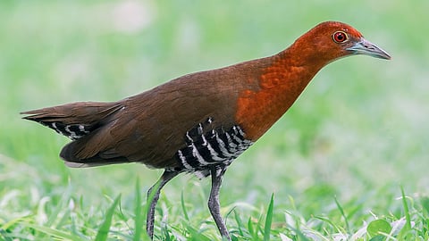Slaty Legged Crake