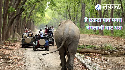 Wildlife Travel