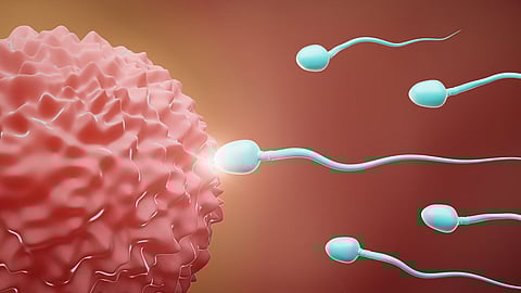 Sperm Count