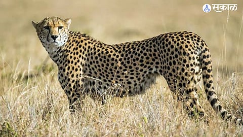 South Africa 12 cheetah