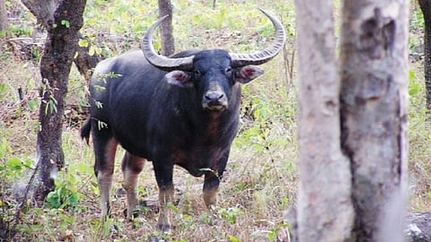 Kishor Rithe writes about wildlife story of unusual species animal forest