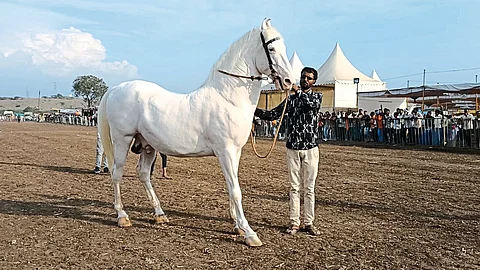Sarangkheda Horse Market
