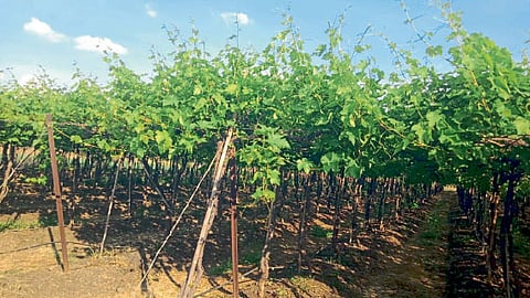successful experiment in chemical-free vineyard cultivation Prashant Kade five Gyr cattle solapur