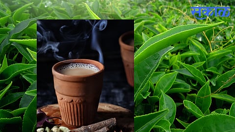 International Tea Day 2024