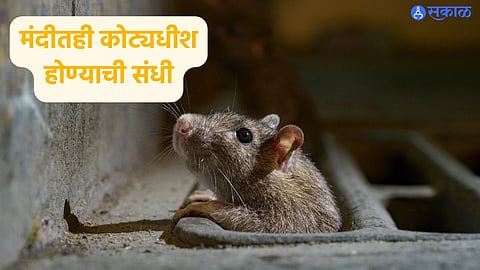 Rat