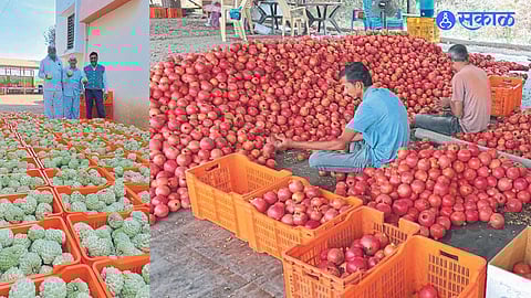 Laborers packing pomegranates & Farmers Subhash Bhamre, Rajendra Bhamre, Sahebrao Bhamre inspecting sitafal before packing.