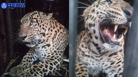 Leopard Caught in cage