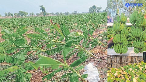 10 Mays Banana plants overturned by a storm and In the second photo, bunches of quality bananas from same banana plantation