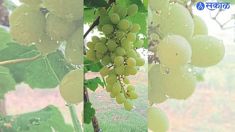 Dewdrops on the grape crop