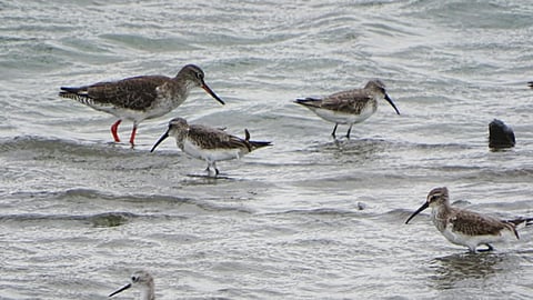 संकटग्रस्त पाणवठे