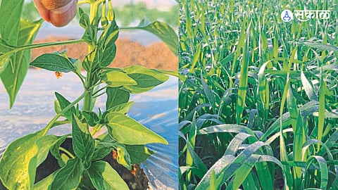 Wheat flourishing area in tribal western belt. In the second photo, chillies planted on mulching paper at Gosrane.