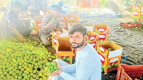 Anand Thackeray sorting apple bore