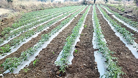 Yellowing tomato leaves due to cloudy weather.