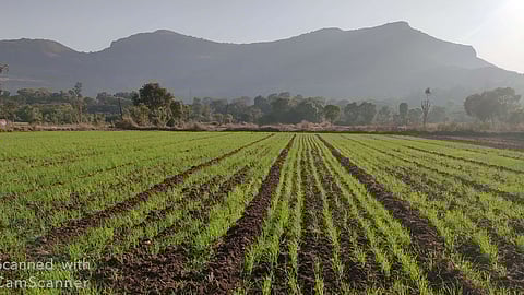 Igatpuri: At present cloudy weather in the taluka is threatening to affect crops due to spread of fog in the area