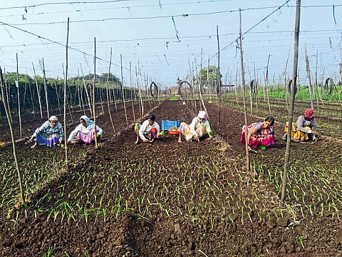 Naitale: Farmer women planting onion in the area