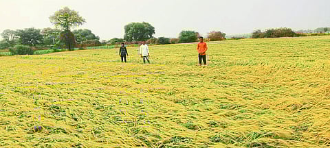 Ner: Wheat washed away due to unseasonal heavy rains in the area