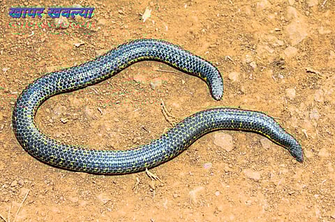 मावळात आढळतात
सापांच्या ३६ प्रजाती