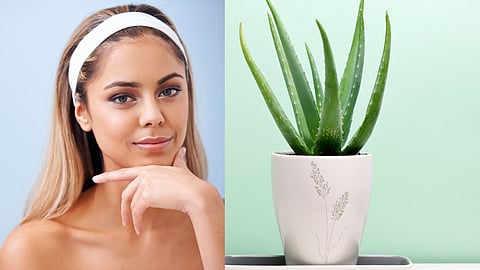 aloe vera