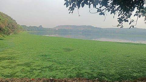 Pashan Lake Jalparni