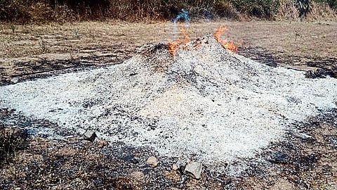 Burnt soybeans