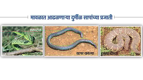 species of snakes