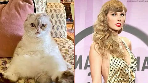 Taylor Swift's Cat