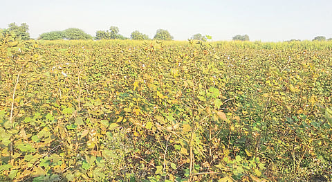 Ganapur (T. Chopra) : Bonde rotted due to the infestation of bollworm in fardar crop