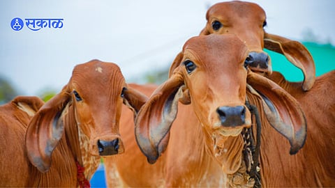 Gujrat Court on indian cow