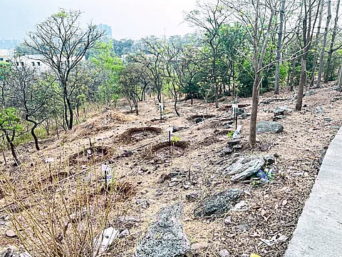 स्वः आरोग्य सुढृडतेसह वृक्षांचे संवर्धन अन् संगोपन