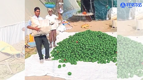 Dhule: Capsicum growing young farmer Chandrakant Borse.