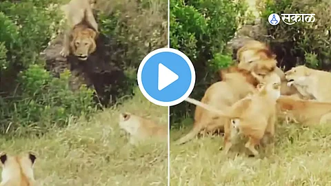 Lion Fight
