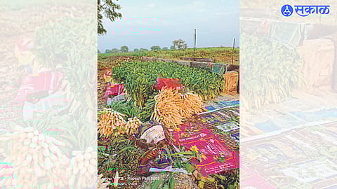 Radish collected for market.
