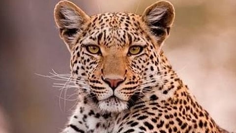 Uddhav Thackeray Shiv Sena prevent attacks leopard Suresh Bhor animal protect