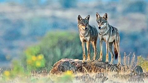 Wolf