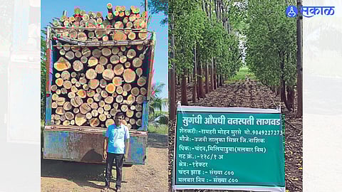 Ram Surse with a truck of wood & Sandalwood trees in a straight line.