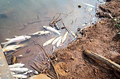 कसबा बावड्यात चव्हाण पाणंद जवळ मृत मासे