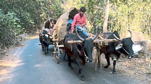 farmer migration for cattle fodder Gawli community amravati vidarbha