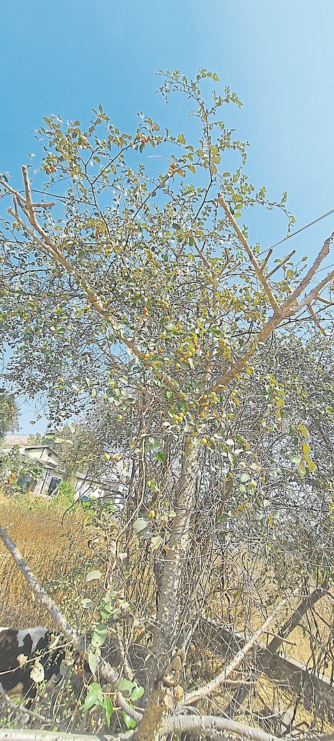 गावरान बोरांचे झाडे नामशेषच्या मार्गावर
उत्पादनात घट ः वाढते यांत्रिकीकरण व जमिनीच्या सपाटीकरणाचा फटका