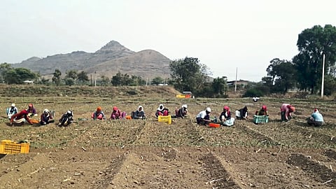 Laborers while planting onions in large quantities even in the month of January.