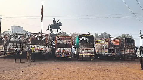 Animals tied for slaughter on Morane Road being transported to Go School in a vehicle.
