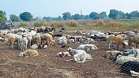 Kapdane: A herd of shepherds from Waghapur in Shivarat Sakri Taluka.