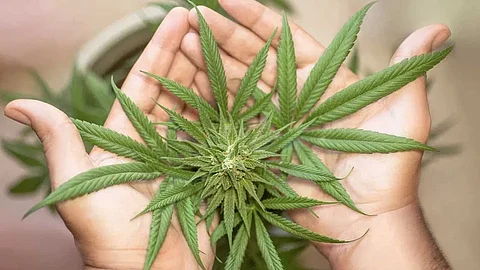 Marijuana Vs Hemp