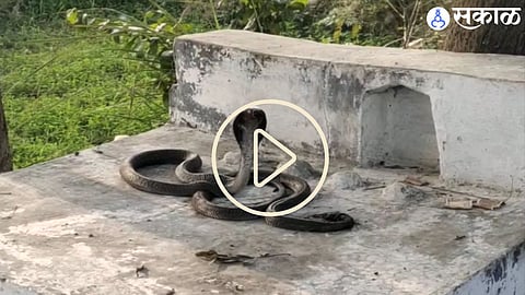 Nag Nagin Viral Video