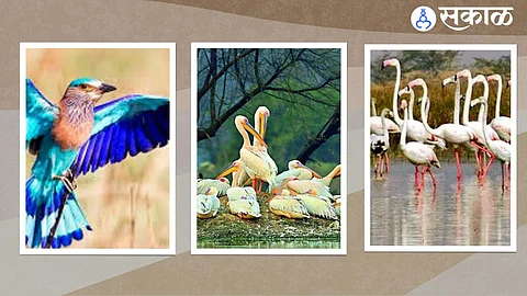 Bird Sanctuaries