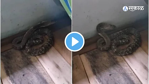 Viral snake Video