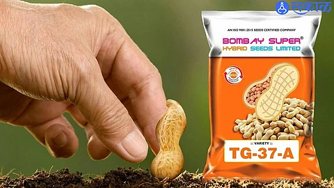 Bombay Super Hybrid Seeds