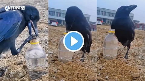 Crow